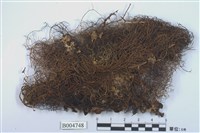 藏品(小孢髮衣屬 )的圖片